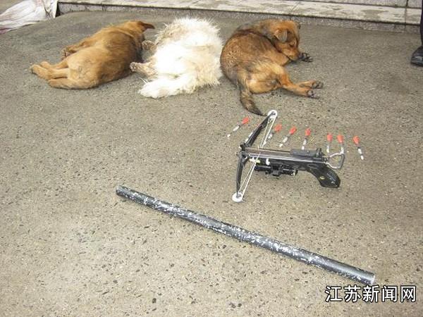 苏州打狗事件最新报道