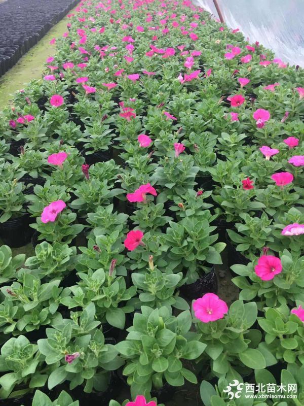最新今日草花求购信息汇总